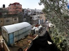 (بالصور) خطوة خضراء فوق منازل مخيم الدهيشة