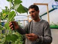 (بالصور) خطوة خضراء فوق منازل مخيم الدهيشة