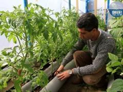 (بالصور) خطوة خضراء فوق منازل مخيم الدهيشة