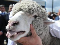 معلومات قد تسمعها لاول مرة عن الاغنام