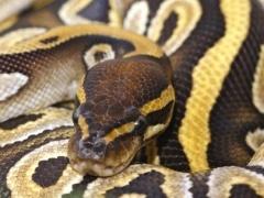 ضبط ثعبان ملكي نادر في حقيبة مسافر