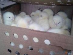 نفوق 5 آلاف صوص دجاج في حريق مزرعة شرق جنين