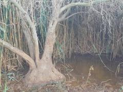 إعدام عشرات أشجار الزيتون بمياه المستوطنات العادمة شرق نابلس