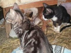 روائح كريهة من منزل مُسنة مصرية .. وماعثرت عليه الشرطة مُروع وصادم