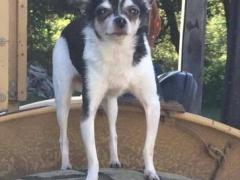 كلب يضطر إلى أكل مالكه ليعيش!