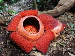 بالصور- السياحة في ماليزيا في رحلة لا تُنسى