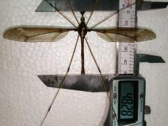 صور| أكبر بعوضة في العالم.. لن تتخيلوا على ماذا تتغذى؟