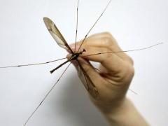 صور| أكبر بعوضة في العالم.. لن تتخيلوا على ماذا تتغذى؟