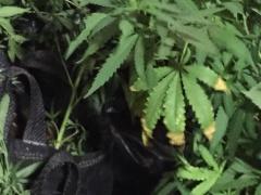 (صور) ضبط سولار مهرب وحشيش