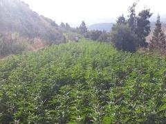 بالصور: شرطة الخليل تضبط مشتلا ضخما للمخدرات يضم 11 ألف شتلة
