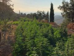 بالصور: شرطة الخليل تضبط مشتلا ضخما للمخدرات يضم 11 ألف شتلة