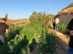 بالصور: شرطة الخليل تضبط مشتلا ضخما للمخدرات يضم 11 ألف شتلة