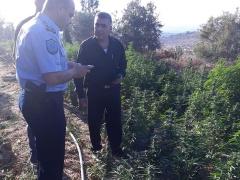 بالصور: شرطة الخليل تضبط مشتلا ضخما للمخدرات يضم 11 ألف شتلة
