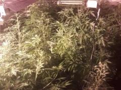 بالصور | شرطة الضواحي تضبط مشتلا لزراعة الماريجوانا في العيزرية