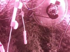 بالصور | شرطة الضواحي تضبط مشتلا لزراعة الماريجوانا في العيزرية