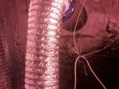 بالصور | شرطة الضواحي تضبط مشتلا لزراعة الماريجوانا في العيزرية