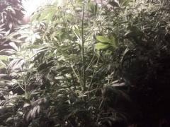 بالصور | شرطة الضواحي تضبط مشتلا لزراعة الماريجوانا في العيزرية