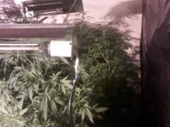 بالصور | شرطة الضواحي تضبط مشتلا لزراعة الماريجوانا في العيزرية