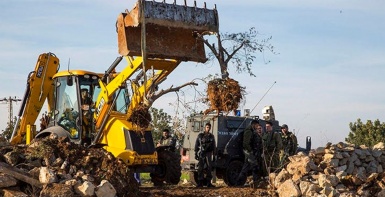 قوات الاحتلال تقتلع عشرات أشجار الزيتون شمال غرب سلفيت