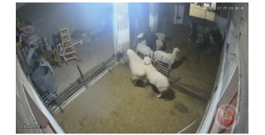 اعتداء وحشي للمستوطنين في السموع: إصابات بين الأطفال وتخريب المنازل والمواشي