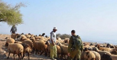 رام الله.. مستوطنون يسرقون 200 رأس غنم ومركبة في كوبر