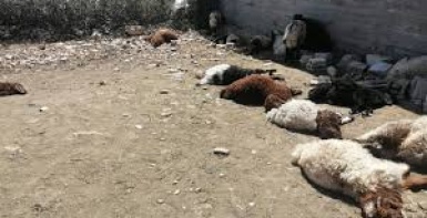 حريق يلتهم مزرعة للأغنام في السموع ويتسبب بنفوق عشرات الأغنام