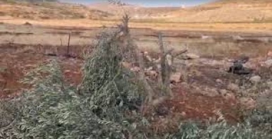مستعمرون يقطعون 21 شجرة زيتون في المغير شرق رام الله