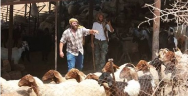 مستعمرون يسرقون 300 رأس غنم وحصانا في دير دبوان شرق رام الله