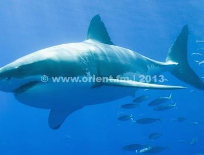 بالفيديو - لحظات مرعبة لزوجين أمام قرش جائع حاول التهامهما