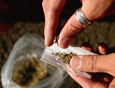 ضبط كيلو غرام ماريجوانا في بيت لحم