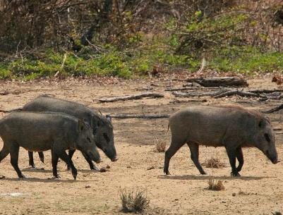 خنازير المستوطنات تتلف مزرعة خضروات جنوب نابلس