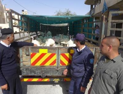 الشرطة تضبط 100 طير غير صالحة للإستهلاك في بيت لحم