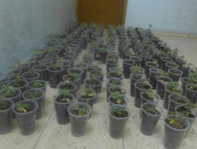 ضبط 183 شتلة ماريجوانا في قلقيلية