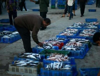 الاسماك تغزو أسواق غزة بعد انتهاء الحرب