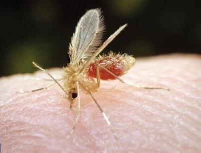 ذبابة الرمل 