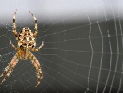 شبكة عنكبوت يمكنها التقاط طائرة أثناء سقوطها