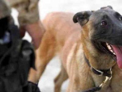 عملية جراحية لكلب التهم 23 رصاصة