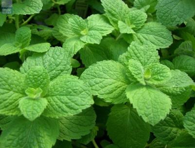 شمة من زيت النعناع يوميًا تريح أعصابك