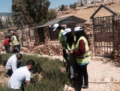 بالصور| نشاط تطوعي لشبيبة الطالبة المسيحية والمجلس الشبابي في بيت ساحور