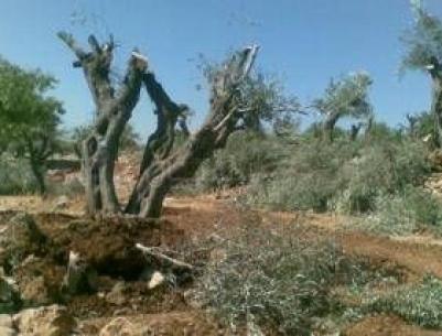 المستوطنون يجرفون أراض في قريوت جنوب نابلس