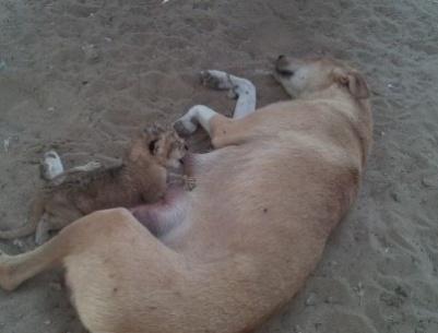 في غزة: كلبة ترضع أسود صغار...حين هجرتهم أمهم دون سبب !!