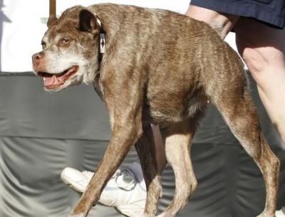 كلب مشوه يفوز بجائزة أقبح كلاب العالم