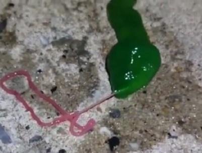 فيديو.. كائن غريب أخضر اللون يرعب سكان تايوان