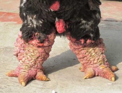 وجبة أقدام دجاج بـ 286 دولار في فيتنام!