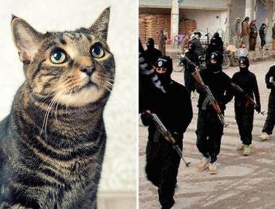 أمريكي يهدد بالانضمام لـ(داعش) بسبب قطته !