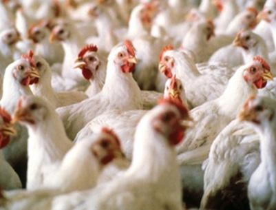 القبض على لصوص سرقوا 800 دجاجة بطولكرم