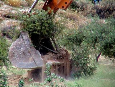 الاحتلال يجرف طريقا زراعية شرق سلفيت