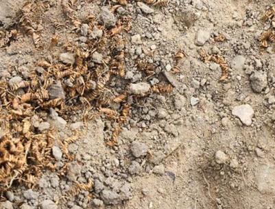 الدنمارك...علماء الآثار يعثرون على 2000 لولب غامض من الذهب