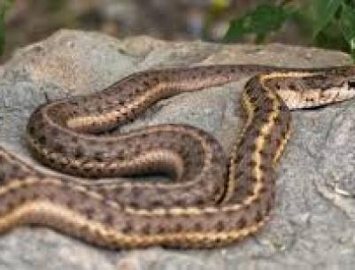 أفعى في الكنيست الإسرائيلي