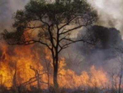 حريق يلتهم أشجارا حرجية في بيت ساحور